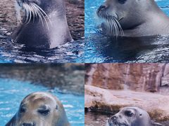 -海合安成都极地海洋公园