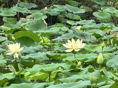 -大湾区中央湿地公园