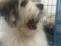 -BABYDOG宝贝狗宠物乐园(欧洲城店)
