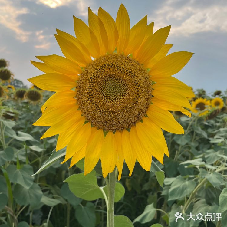 比姚明高的向日葵🌻花海
