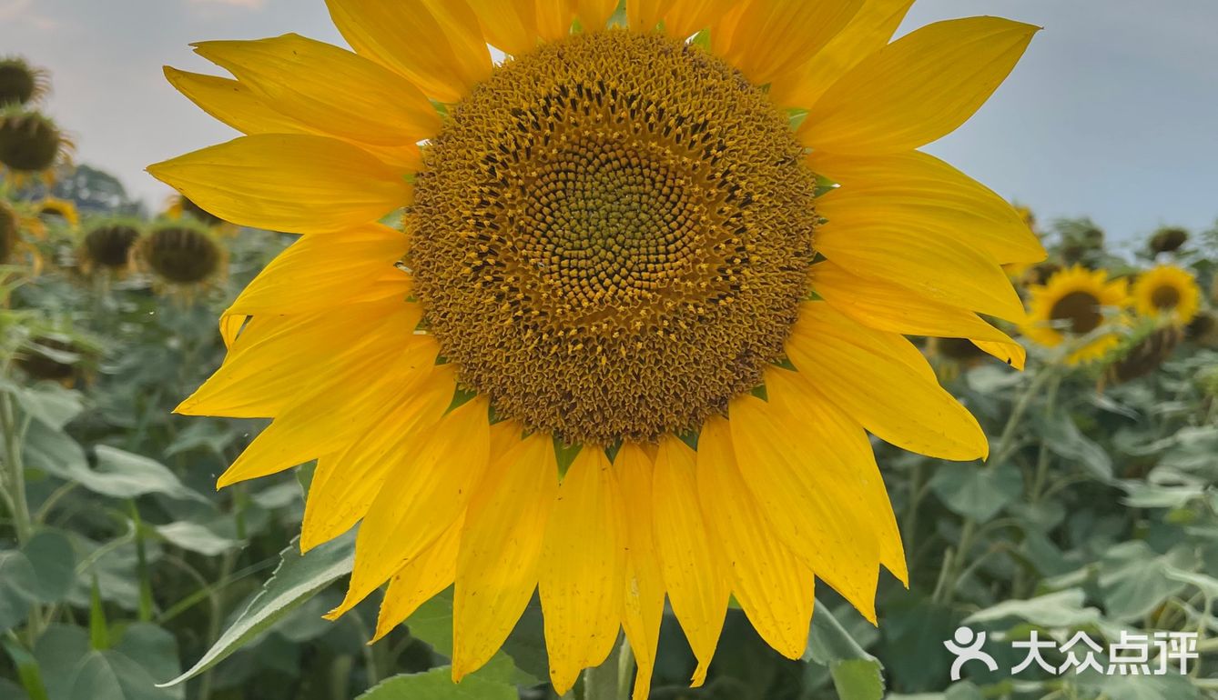 比姚明高的向日葵🌻花海