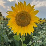 比姚明高的向日葵🌻花海
