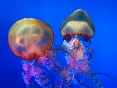 -太平洋海底世界