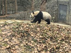 -都江堰中华大熊猫苑