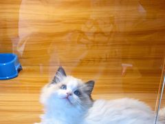 -猫十亿·布偶金渐层·曼基康矮脚猫舍(青年路店)