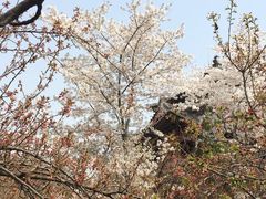 -西安青龙寺遗址景区