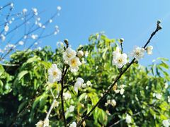 -广州市流溪河国家森林公园