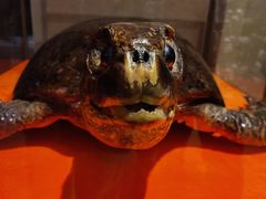 -海泉大酒店自助餐