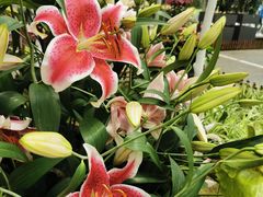 -上海鲜花港