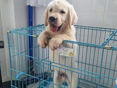 -翊宠yipet猫狗购宠庄园犬舍•猫舍