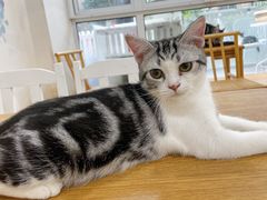 -李小姐の猫咖啡馆(五角场店)