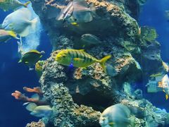 -芜湖新华联大白鲸海洋公园