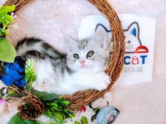 -十年猫舍·猫咪专门店(普陀店)