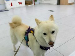-达爱动物医院·犬猫分区·CT·复杂眼科(远洋山水分院)