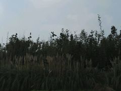 -白鹭湾湿地公园