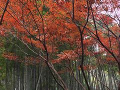 -杭州黄龙洞