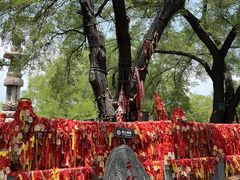 -大槐树寻根祭祖园