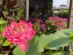 -FEI FEI FLOWER鲜花店·气球派对·宝宝宴布置(虹口德必运动Loft店)
