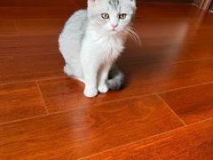 -伟伟宠物医院·瑞派猫友好医院·猫科(光谷店)