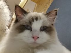 -滚猫咖啡·猫咖·猫友好撸猫(未来城店)