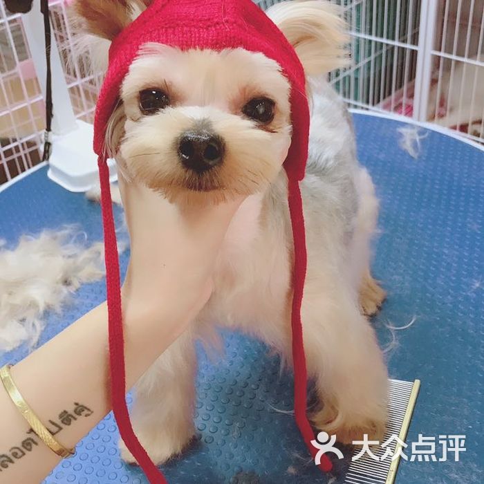 fur baby 毛孩子萌寵生活館圖片-北京寵物店-大眾點評網