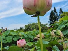 -厦门园林博览苑