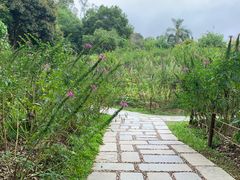 -深圳仙湖植物园