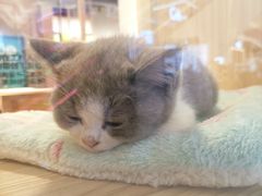 -屋虎猫馆(宝安大仟里店)