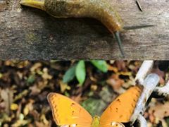 -七仙岭温泉国家森林公园