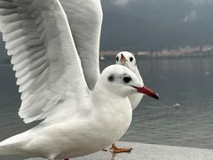 -海埂大坝