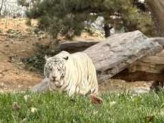-北京野生动物园
