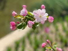 -海棠花溪(元大都城垣遗址公园)