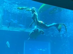 -海棠湾洲际-涛·海底餐厅·美人鱼·自助餐·海底隧道