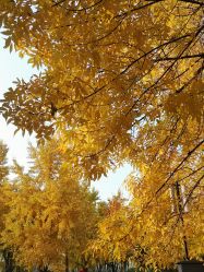 -维纳斯专业减肥