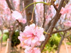 -天适樱花悠乐园