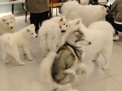 -安格丽娜·狗咖·猫咖羊驼咖(春熙路百盛商场店)