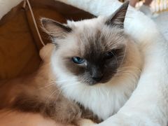 -喵喵咪呀布偶猫咖(春熙路店)