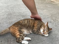 -南丫岛