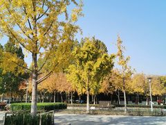 -大兴滨河森林公园