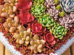 -龙大花卉苗木市场