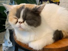 -平行世界·猫咖(首经贸店)