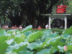 -荔湾湖公园