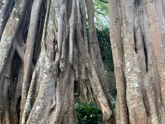 -瑞丽独树成林风景区