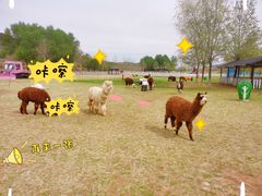 -大连铭湖国际观光牧场