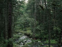 -汤旺河林海奇石景区
