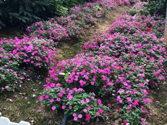 -广东花都香草世界旅游度假区