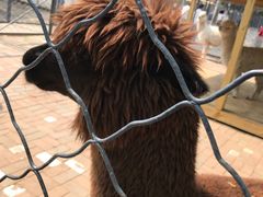 -长白岛森林公园