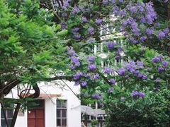 -四川大学(望江校区)