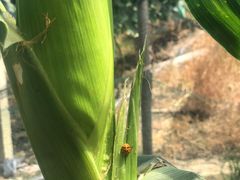 -马陆小张葡萄园农家乐