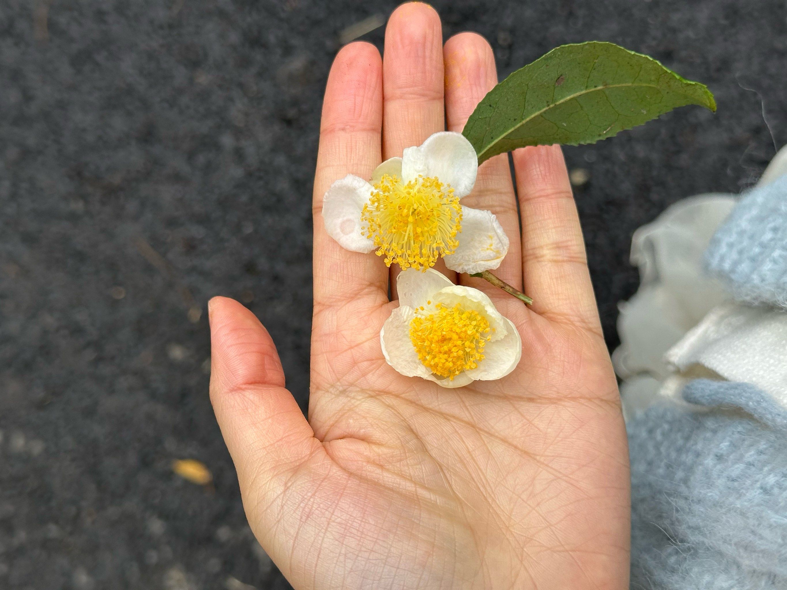 原来,茶树的花长这样